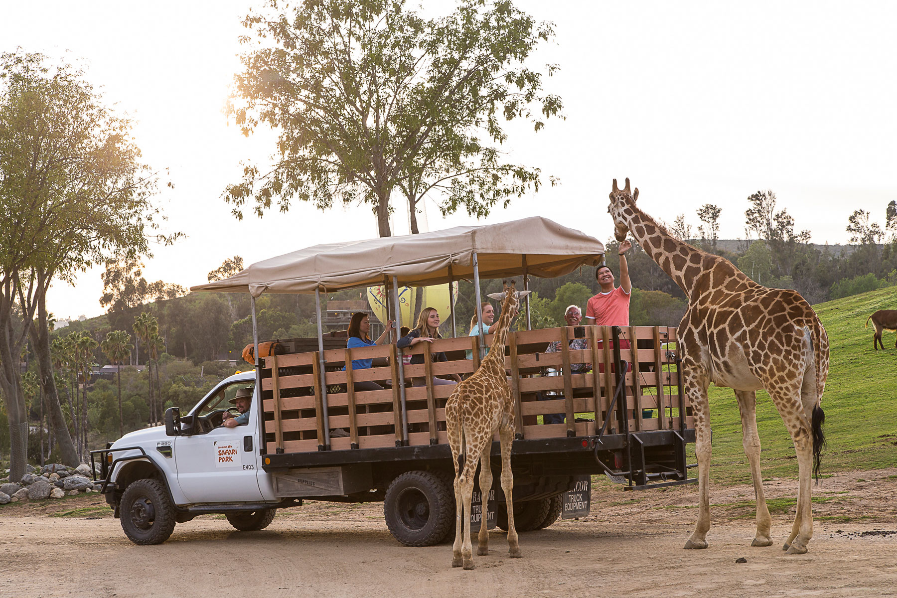 sd safari park volunteer